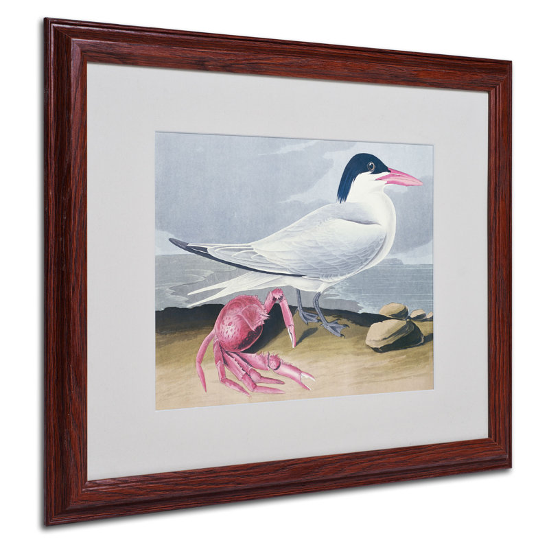 Cayenne Tern par John James Audubon - reproduction d'art sur toile, H 16 po x l 20 po x P 0,5 po, Brun