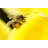 Kristen Bee by Hfng - Wrapped Canvas Print-559679207