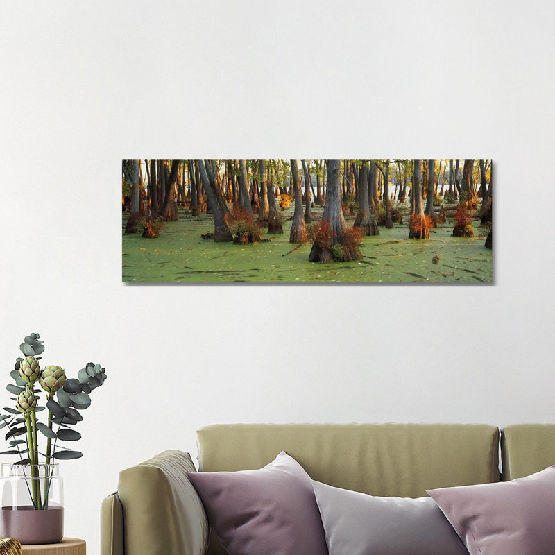 Bald Cypress Trees (Taxodium Disitchum) in a Forest, Illinois, USA 1 Piece Wrapped Canvas Panoramic Wall Art