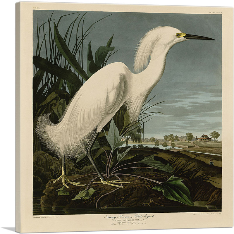 «Snowy Heron White Egret» par James Audubon, reproduction d'art sur toile tendue, H 36 po x l 36 po x 1,5 po