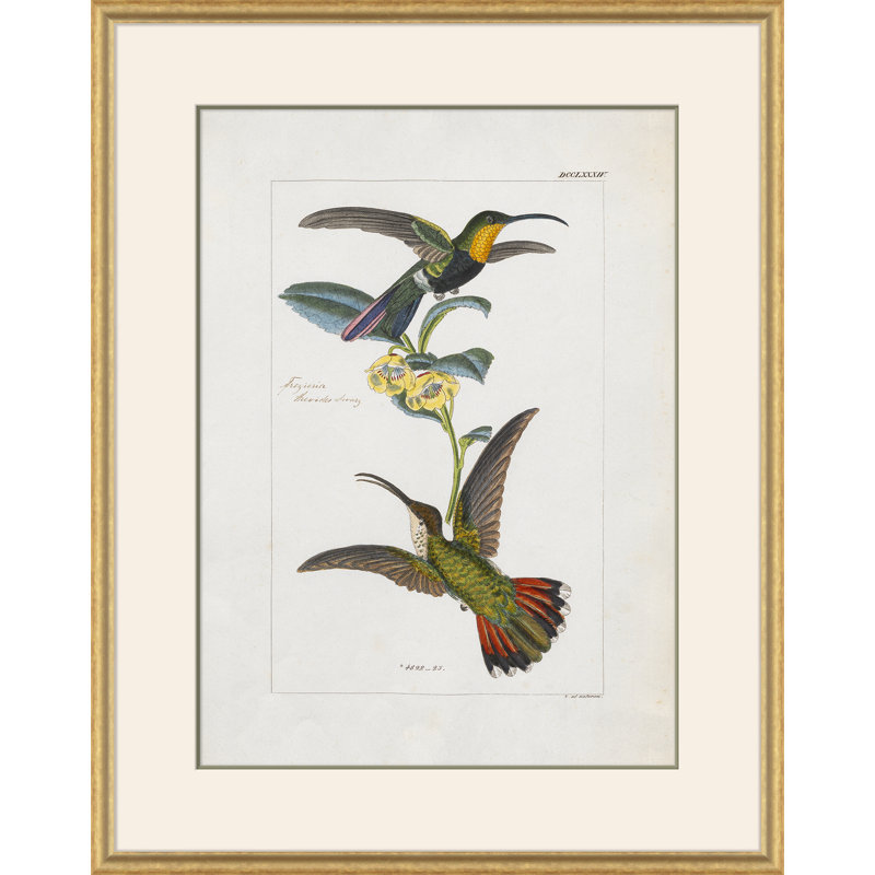 Hummingbirds " Hummingbirds "