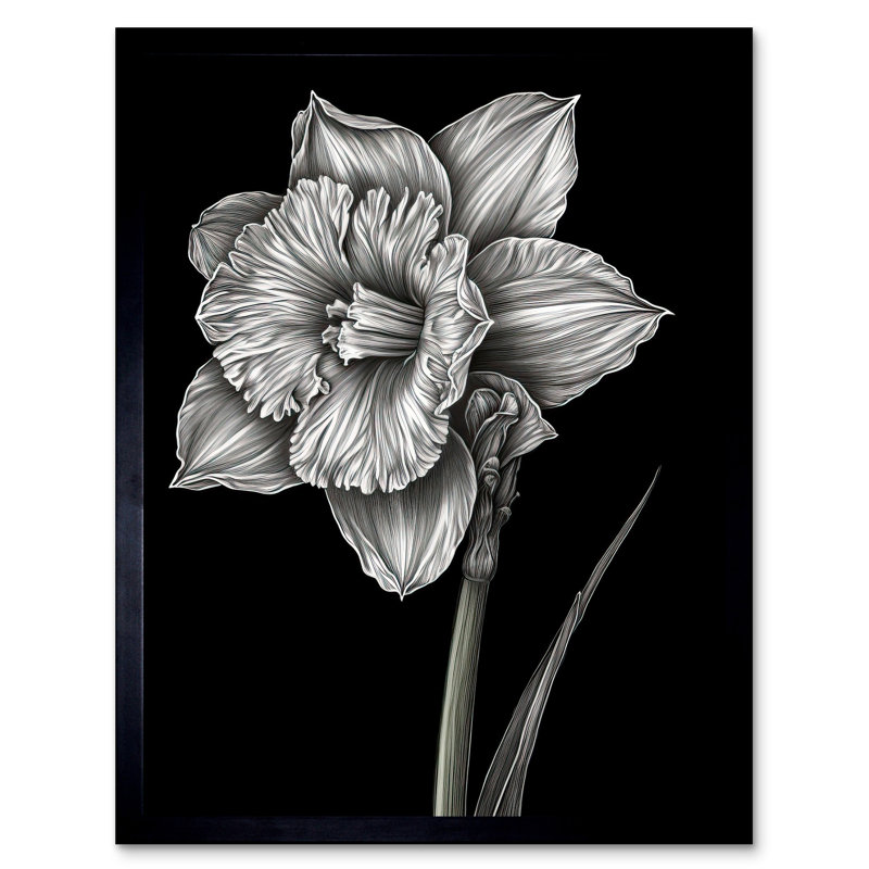 Babiarz Daffodil Flower Black And White Pencil Drawing - Single Picture Frame Print