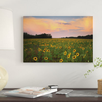 " Common Sunflower Field Near Flint Hills National Wildlife Refuge, Kansas " by Tim Fitzharris