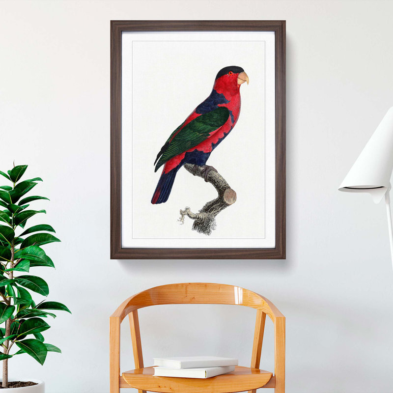 A Black-Capped Lory by F. Levaillant - Framed Print, 33cm H x 24cm W x 2cm D, Walnut Framed