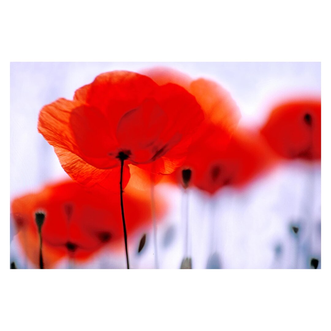 Matt Fototapete Magic Poppies 2,25 m x 336 cm