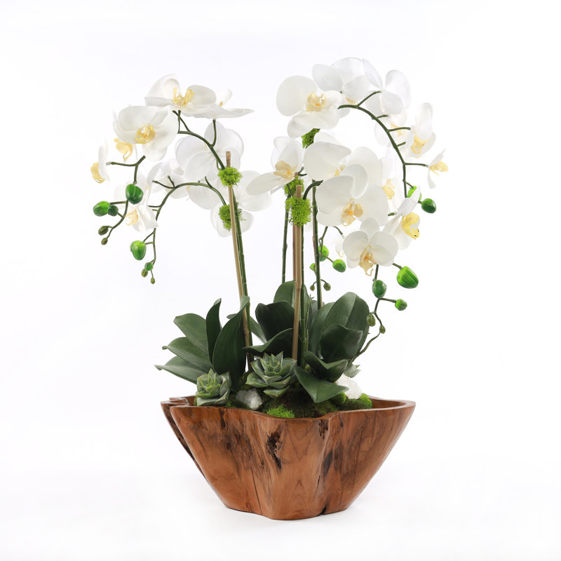 White Phalaenopsis Orchid Arrangement in Rustic Teak Planter