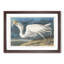 Great White Heron by John Audubon - Picture Frame Painting Print-55575352-55575353