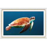Sea Turtle Giclee Print by Soicher Marin Archives