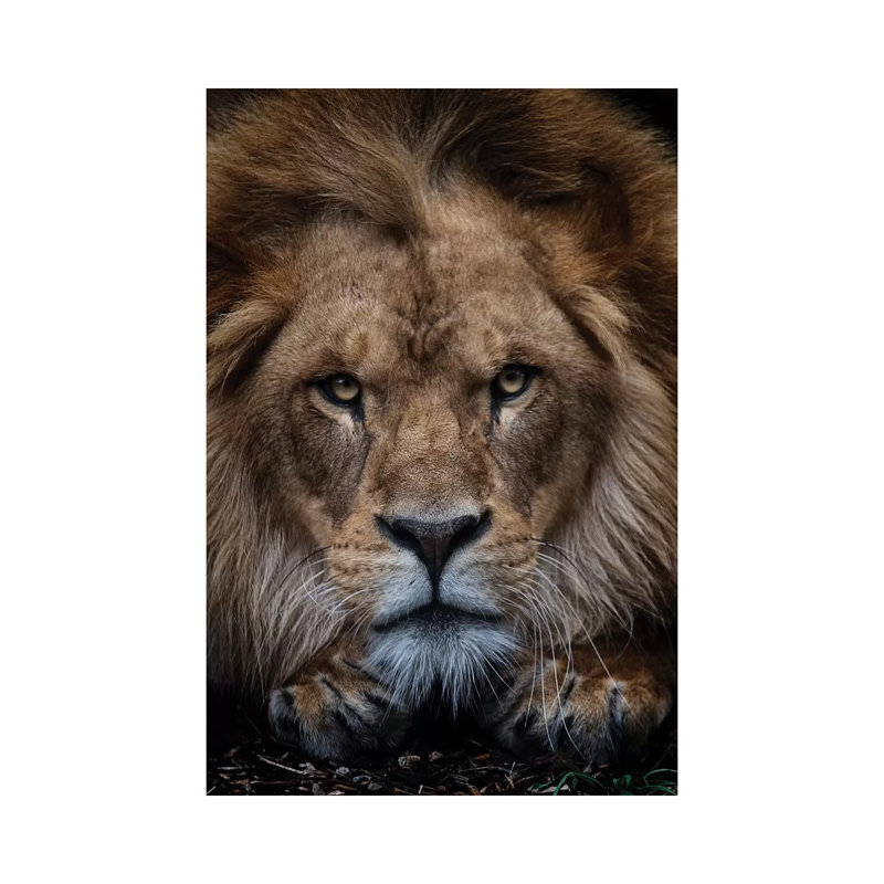 African Lion - Zuberi 1 Piece Wrapped Canvas Wall Art, 30.48cm H x 20.32cm W x 1.91cm D
