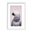 Nature Inspired African Gray by  - Picture Frame Photograph on Paper-131292021-131292024-131292033