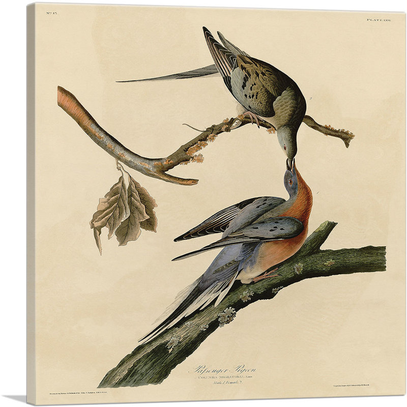 Passager Pigeon par James Audubon, reproduction d'art sur toile tendue, H 12 po x l 12 po x P 1,5 po