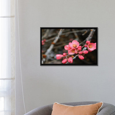«Crabapple Tree Blossoms» par Savanah Plank - reproduction de photo sur toile tendue