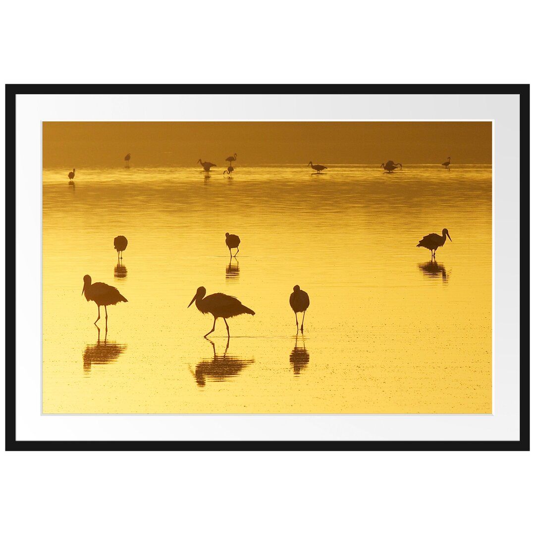 Gerahmtes Poster Pelikanschwarm im Wasser