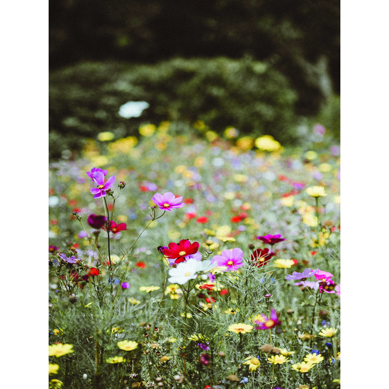 Photographie de fleurs sauvages - reproduction, H 16 po x l 12 po