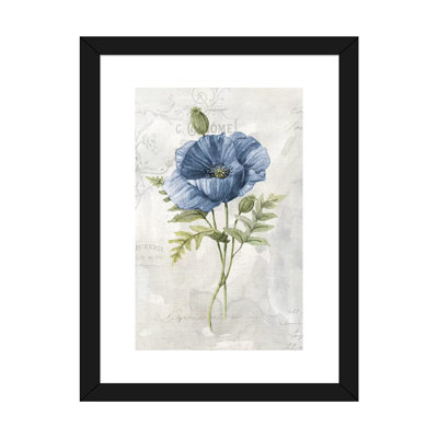 «Blue Linen Poppy» par Carol Robinson - reproduction d'art