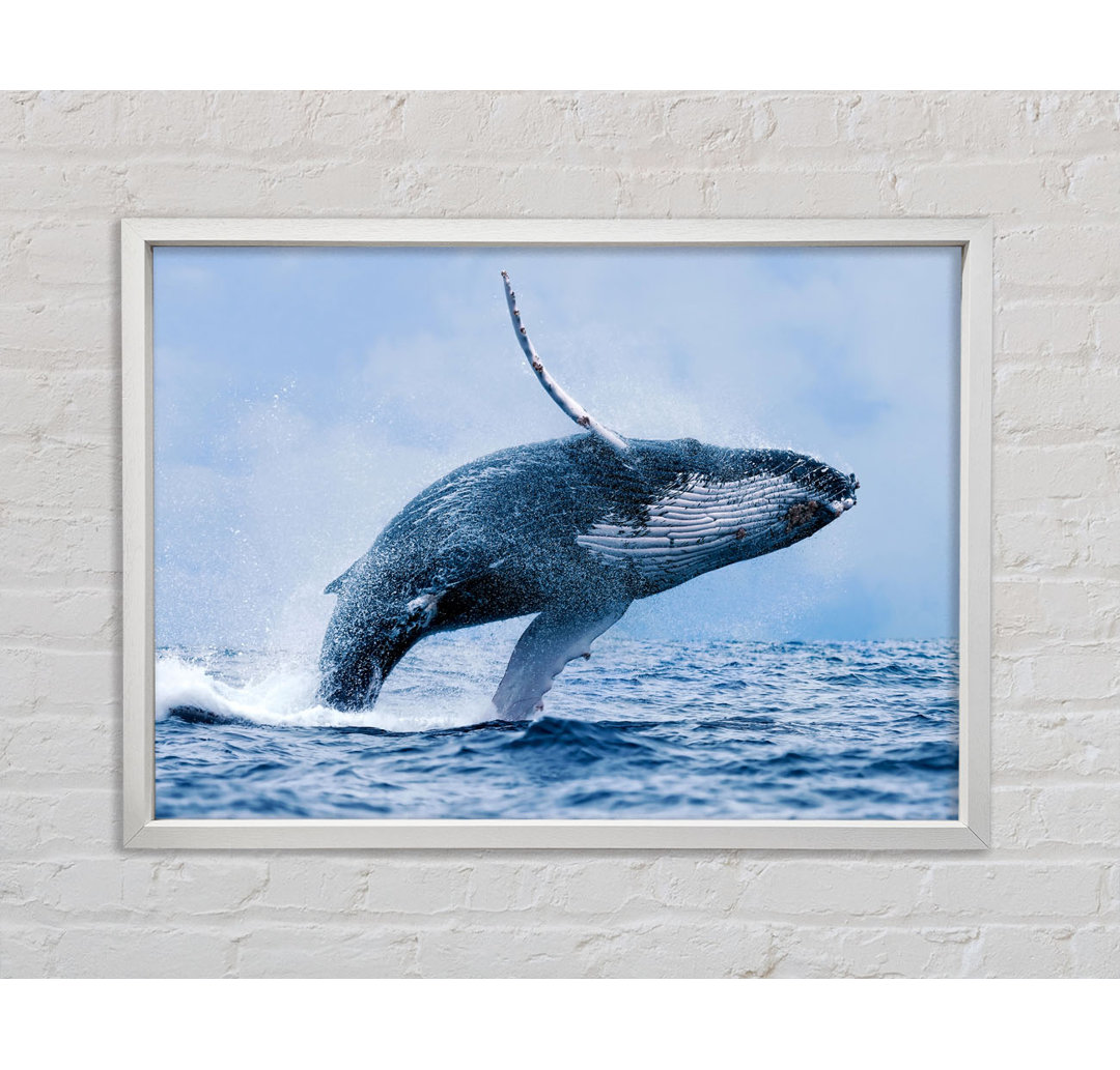 Whale Jump - Einzelner Bilderrahmen Kunstdrucke auf Leinwand