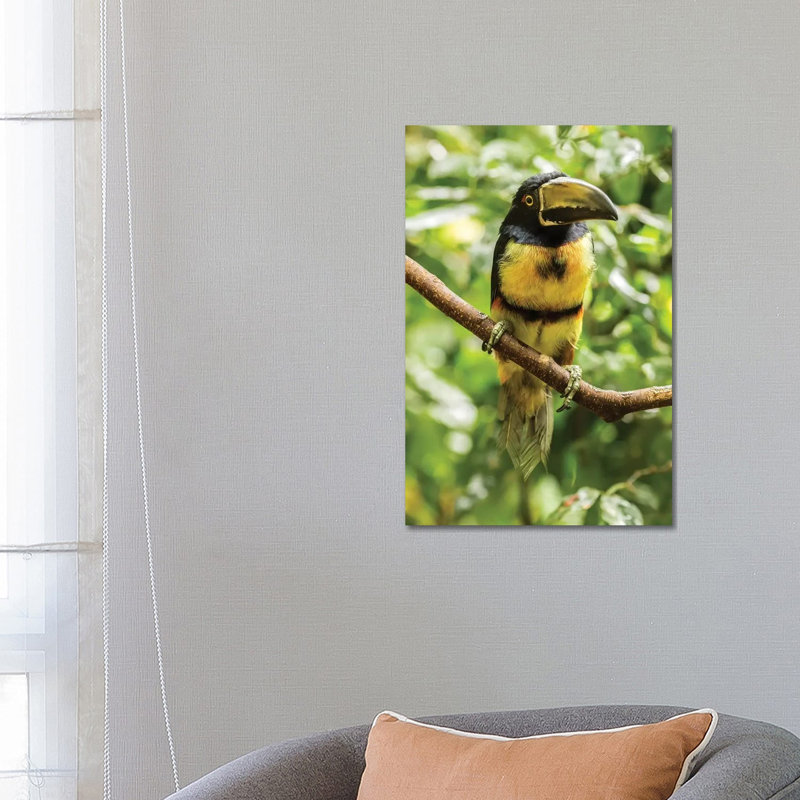 Costa Rica, La Selva Biological Research Station. Collared Aricari On Limb. by Jaynes Gallery - Wrapped Canvas Print