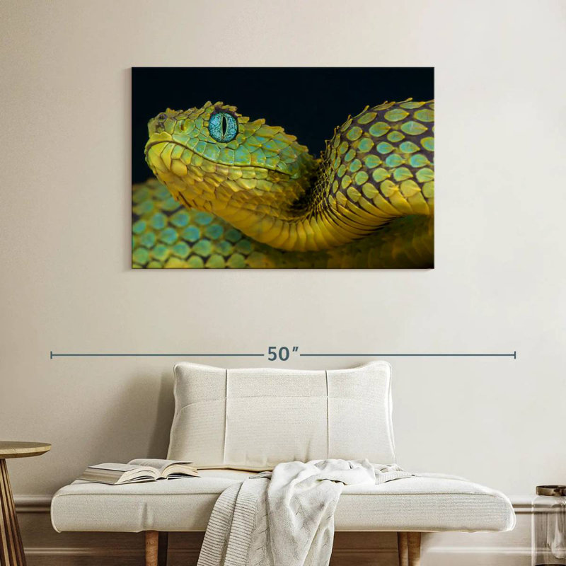 African Bush Viper, 26" H x 39" W