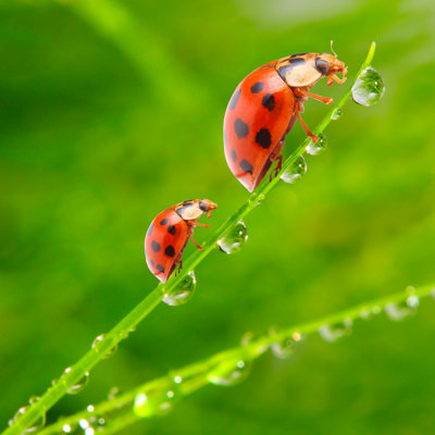 Fraske les coccinelles - photographie sur toile tendue