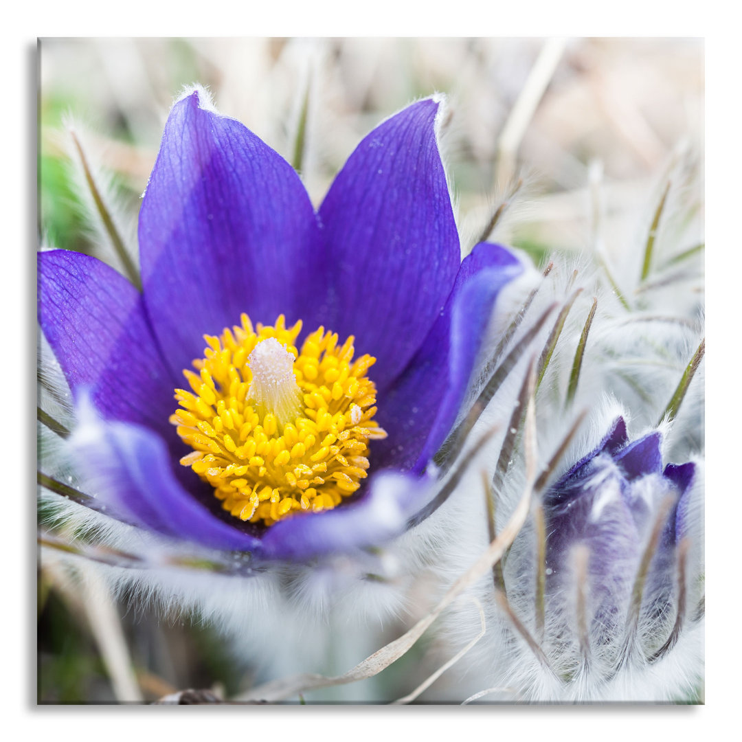 Glasbild Krokusse in der Blütezeit