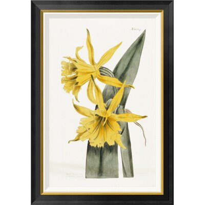 Narcissi by William Curtis - Picture Frame Graphic Art Print on Canvas -  Global Gallery, GCF-267897-30-190