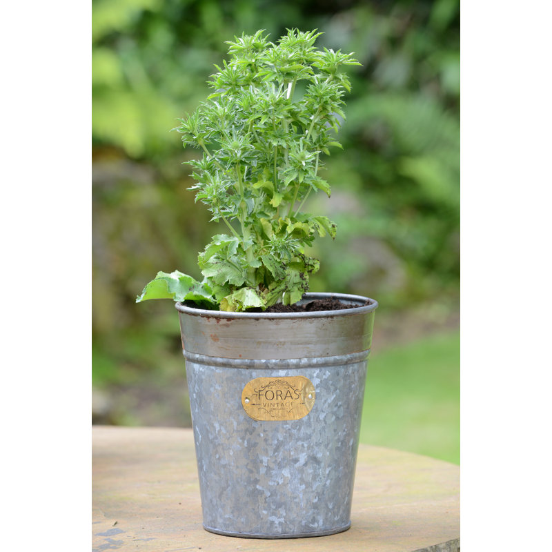 Cassandra Metal Cachepot, 20cm H x 20cm W x 20cm D