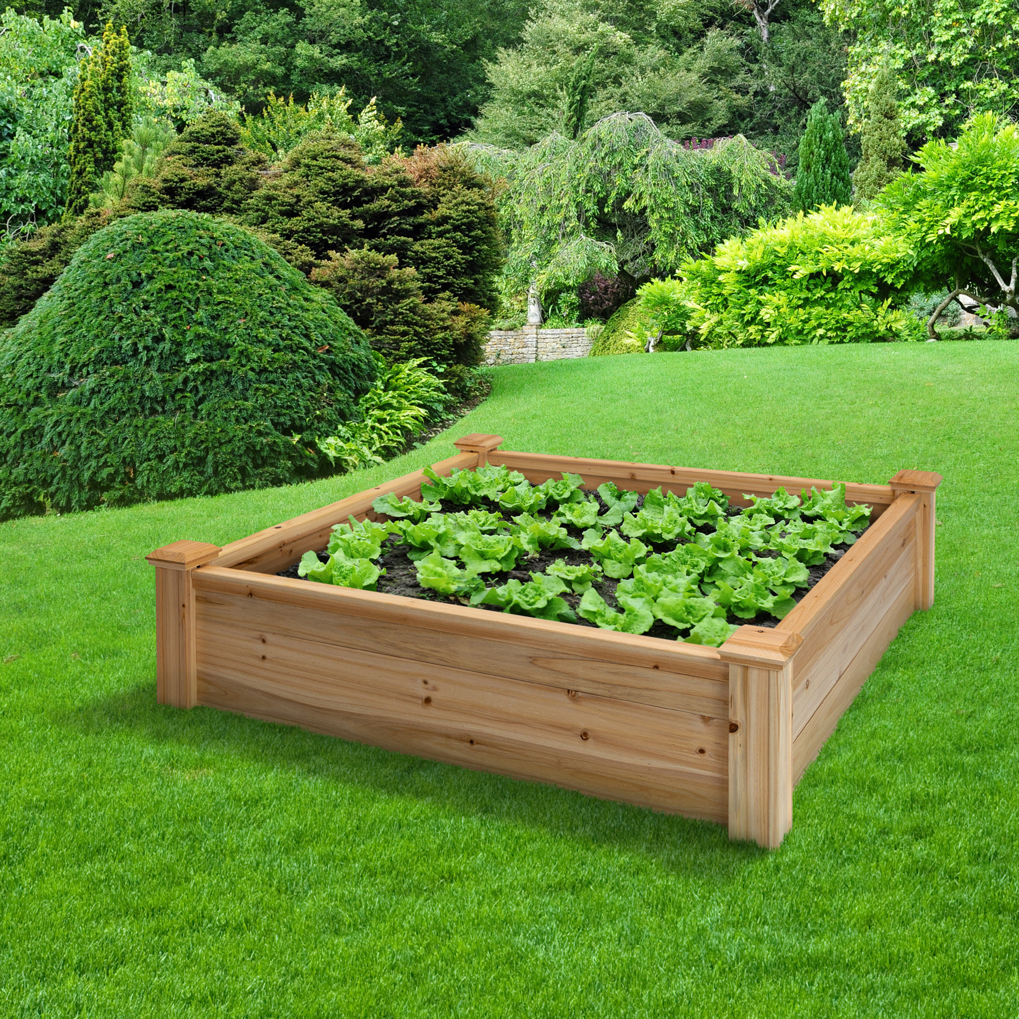 Arlmont And Co 4 Ft X 4 Ft Cedar Raised Garden Bed Wayfair 0622