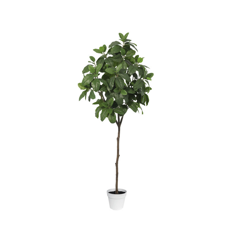 Tall Indoor Magnolia Tree in White Plastic Pot