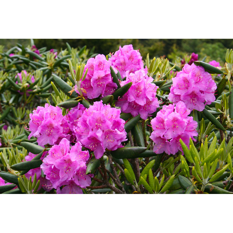 " Blooming Rhododendron " by Duncanecampbell, 12" W x 8" H
