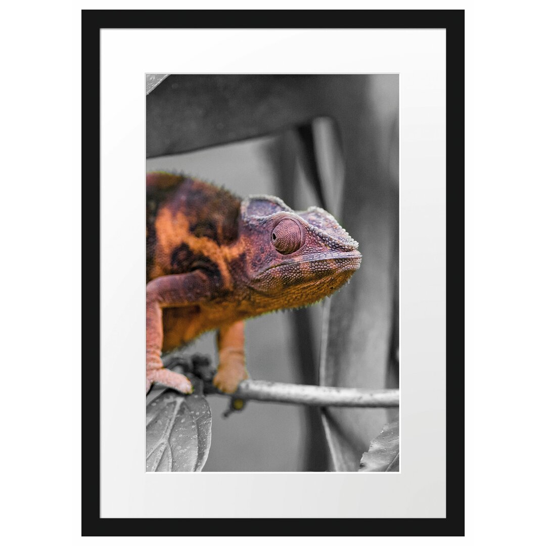 Gerahmter Fotodruck Chameleon auf Zweig