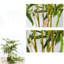 Bambou artificiel, arbres artificiels en pot avec tronc réaliste et feuilles de soie, plantes de bambou artificielles-1856289484