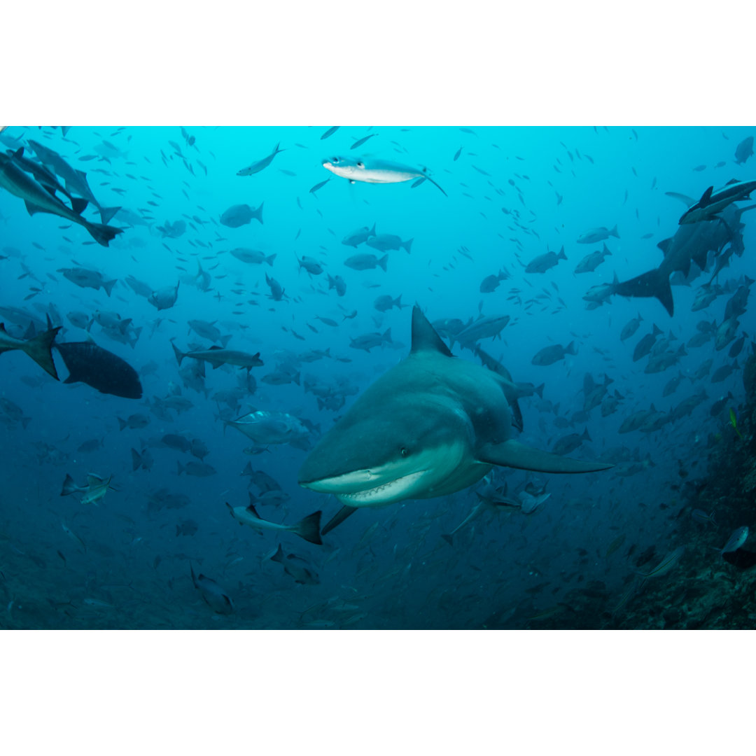 Bull Shark by Velvetfish - Wrapped Canvas Print