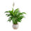 Costa Farms Indoor Peace Lily Spathiphyllum House Plant in 10-inch Weave Basket