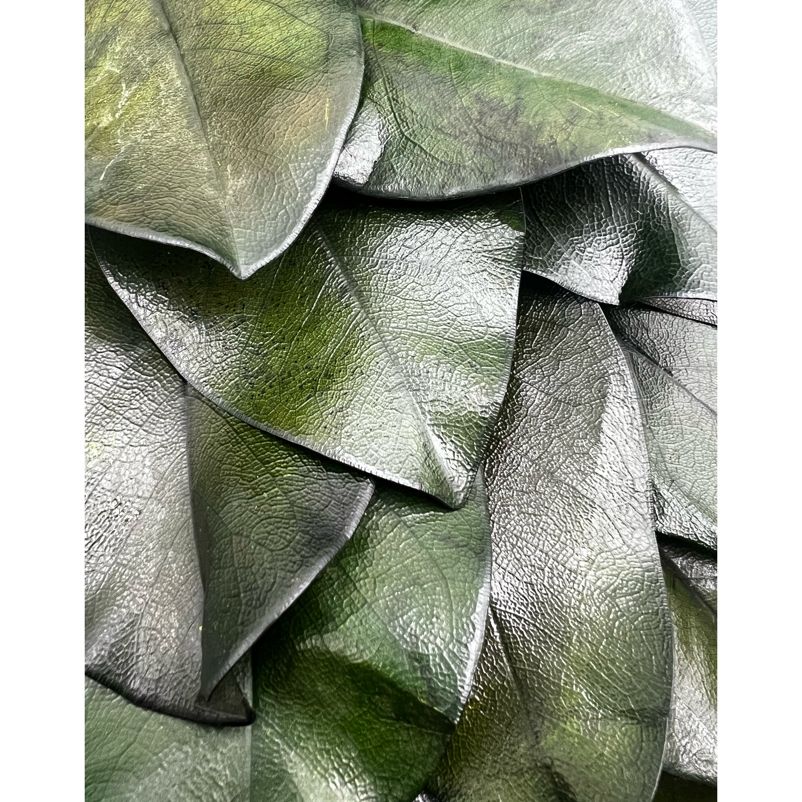 21'' Dried Preserved Magnolia Leaf Wreath