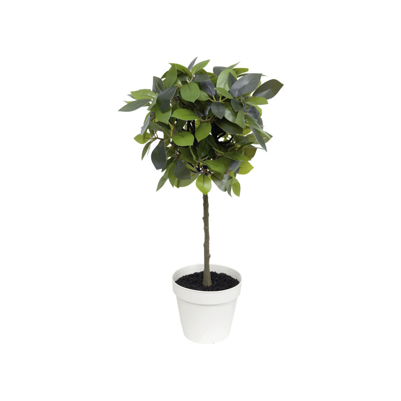 Ficus 18 po