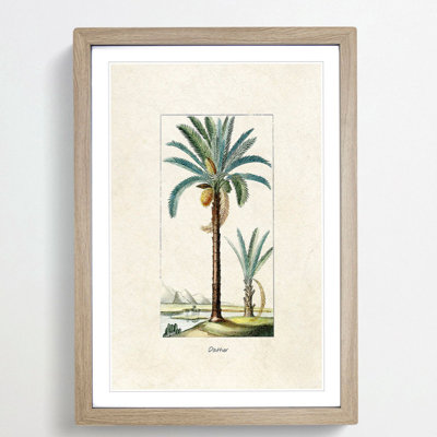 Illustration of a Date Palm Tree - Picture Frame Graphic Art Print on MDF