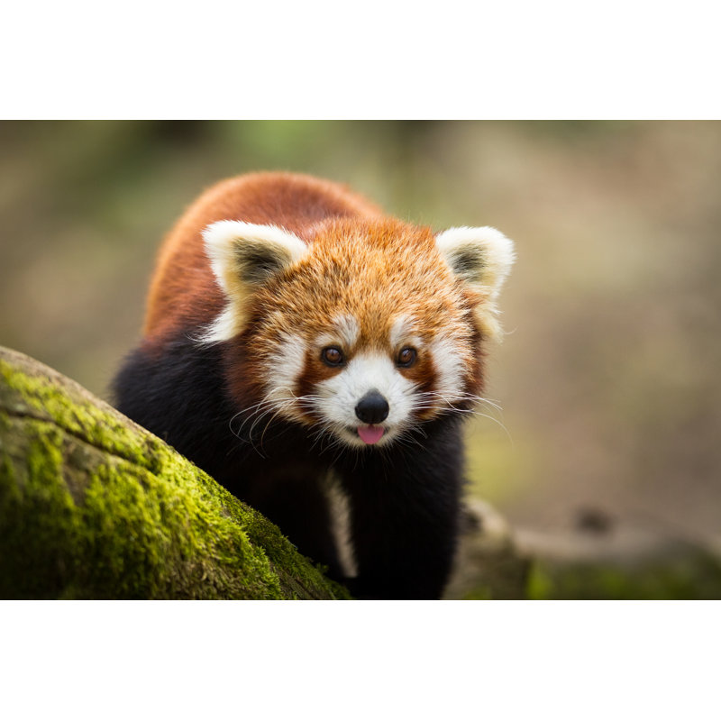 Red Panda by AB Photography - Wrapped Canvas Print, 51cm H x 76cm W