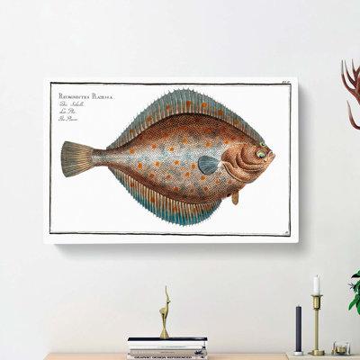 Plaice Fish by M.E. Bloch - Wrapped Canvas