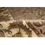 Wool Oriental Area Rug
