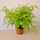 House Plant Shop Live Fern Plant & Reviews | Wayfair