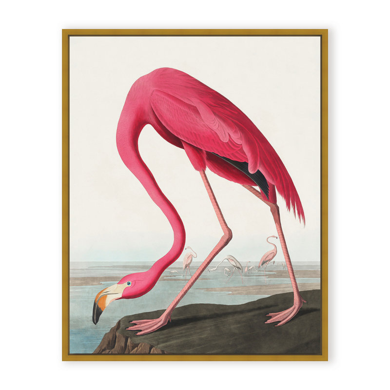 Coastal Retreat Pink Flamingo II From Birds Of America (1827), 30" H x 24" W x 2.375" D, Framed Canvas, Beige