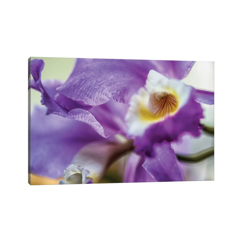 Orchid Purple Iris Flower - Wrapped Canvas Print, 101.6 cm H x 66.04 cm W