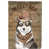 Alaskan Malamute 2