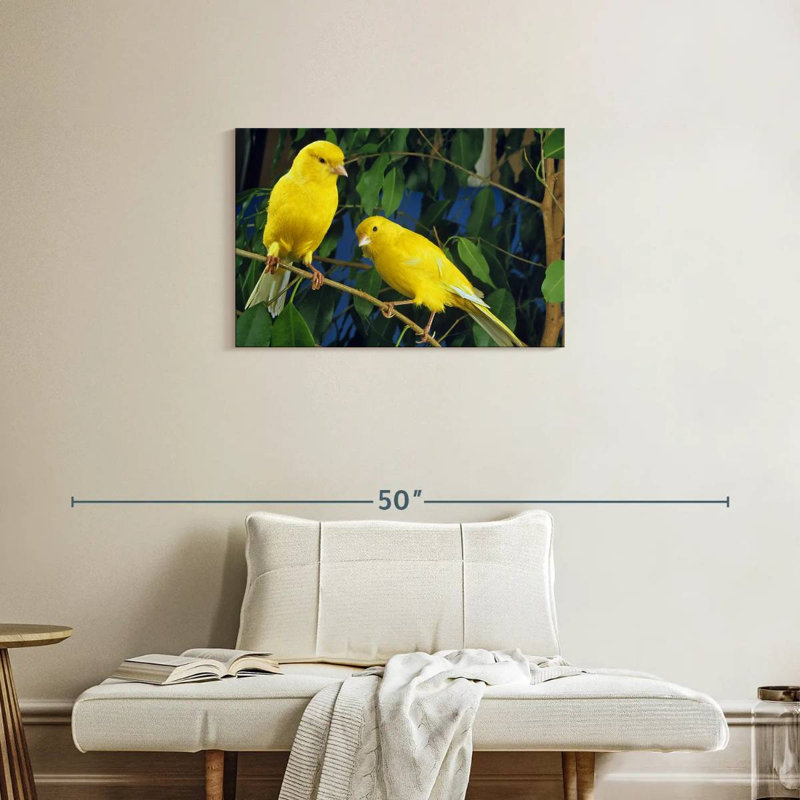 Canari Brampt, H 20 po x l 30 po