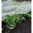 HGmart Accessory Flowers-63763354