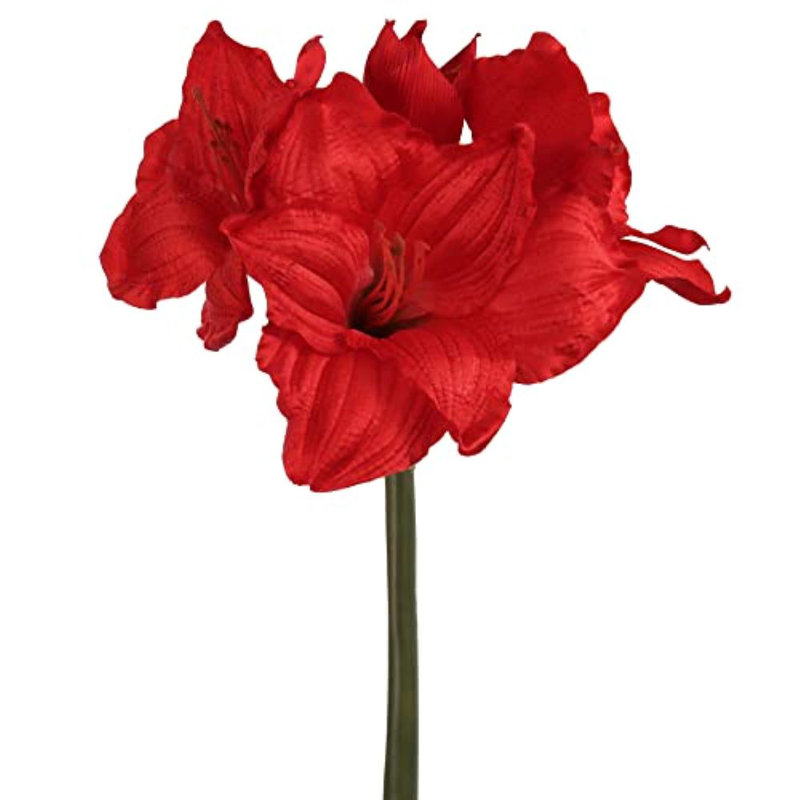 Amaryllis dans un vase