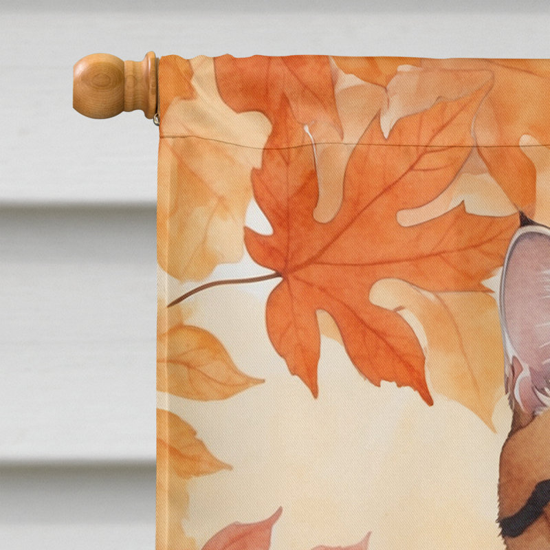 Chat en feuilles d'automne, Korean Bobtail