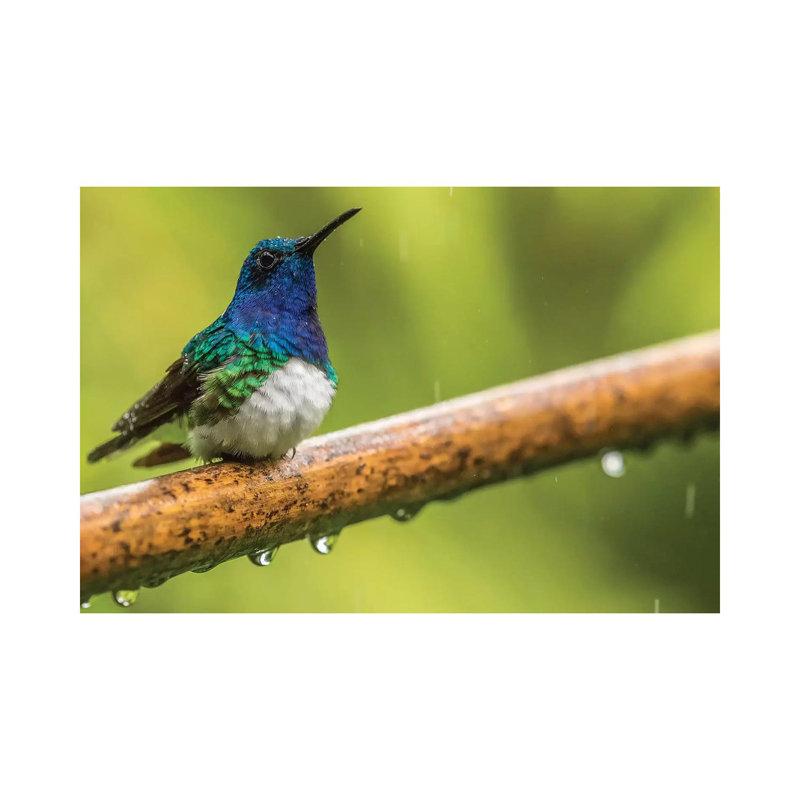 Costa Rica, Sarapiqui River Valley. Male White-Necked Jacobin on Limb in Rain. 1 Piece Wrapped Canvas Wall Art
