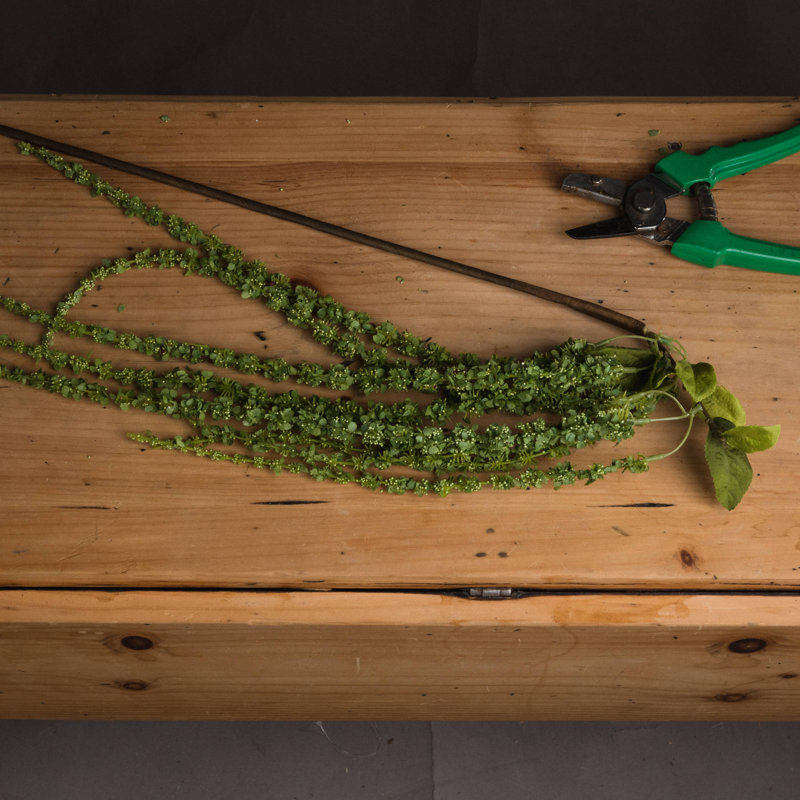 Amaranthus Arrangement