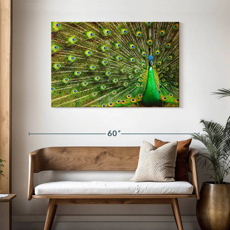 Brampt exhibant des plumes de paon, H 30 po x l 45 po